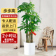 綠韻花田【兩小時達】發(fā)財樹虎尾蘭幸福樹平安樹喬遷好養(yǎng)綠植開業(yè)喬遷送禮 步步高發(fā)財樹