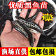 黑魚苗淡水養(yǎng)殖食用生魚苗特大好養(yǎng)耐活兇猛冷水觀賞魚烏鱧小財(cái)魚苗烏魚苗批發(fā) 優(yōu)質(zhì)黑魚苗 10條6-8厘米(加10%防損)