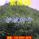 QCDD紫穗槐種子荒山綠化斜邊坡公路河堤護(hù)坡固土草種刺槐植物灌木草籽 紫穗槐種子1斤