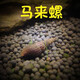 噢水噢蘋果螺馬來螺魚缸草缸工具清潔除藻觀賞螺水族淡水寵物蝸牛活體叁 馬來螺5只送2只備損