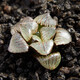 迎虞花苑辦公室喜陰喜水多肉植物室內(nèi)迷你小盆栽 日月潭玉露 帶塑料盆