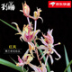 劉閣蘭花劉閣蘭花苗 寒蘭紅鳳奇花 冬帶花苞出售奇花珍品室內(nèi)花卉好養(yǎng)盆栽 3苗連體壯苗裸根