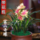 玫絢 濃香型蘭花  富山奇蝶 梨山獅王 建蘭四季蘭 富山奇蝶 6-8苗連體 帶花苞 不含盆