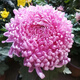 菊花苗特大花四季開花帶花苞秋菊大花苗耐寒室內(nèi)外庭院種植花卉九 紫龍(5顆苗)