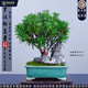 潮裕盆景迎客松羅漢松盆景客廳陽(yáng)臺(tái)造型綠植物造型高端盆景居家擺放好養(yǎng)護(hù) 羅漢松盆景29