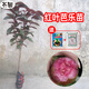 芥圃番石榴樹(shù)苗新品種 官方旗艦 嫁接西瓜芭樂(lè )紅心樹(shù)苗紅寶石番石榴苗 紅葉芭樂(lè )苗【帶土帶葉發(fā)貨】 2年苗  高度：60公分左右