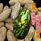 妙靈閣千眼菩提子原籽風(fēng)化超大果紅紋果星月菩提果手把件手串原料 蜘蛛紋/陰皮老果-胖形果2粒 長(zhǎng)4-6cm-精挑菩提//砂紙