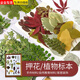 東之天地干花押花包兒童手工貼畫(huà)植物標本diy滴膠壓花材料包寫(xiě)真貼臉裝飾 diy樹(shù)葉材料包【1包】