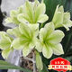 歆妍原盆原土君子蘭花苗盆栽苗室內客廳 當年開(kāi)花綠植花卉 翡翠 當年開(kāi)花8-10片葉（原盆原土）