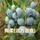 種花迷仟草集藍莓樹(shù)苗盆栽地栽藍梅樹(shù)當年結果 奧尼爾藍莓 南方北方果樹(shù) 陶柔 3年苗