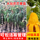 芥圃芒果樹(shù)苗 官方旗艦 嫁接芒果苗大金煌芒四季紅貴妃南方種植果樹(shù)苗 臺農芒果苗【帶土帶葉發(fā)貨】 3年苗  高度：80-100公分