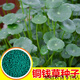 春枝韻銅錢草草籽種子大葉子水養(yǎng)種種籽水培植物花卉盆栽室內(nèi)常綠 銅錢草種子 半斤
