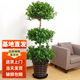 嘆為觀止 大綠植幸福樹金鉆巴西鐵盆景綠植盆栽辦公室室內(nèi)大型綠植 搖錢樹1.5米-1.7米 含盆