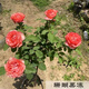 意軒月季特大花濃香果汁陽臺(tái)庭院花卉植物盆栽薔薇四季玫瑰花苗帶花苞 珊瑚果凍(灌木月季開花季節(jié)帶花) 小苗含營(yíng)養(yǎng)缽