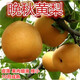 駿灝梨樹(shù)苗嫁接新品種特大南方北方種植黃金梨當年結果梨子樹(shù)苗 晚秋黃梨 2年苗