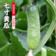 密水農家密云農業(yè)鮮摘七寸黃瓜 本地自種水果黃瓜 生吃蔬菜 七寸黃瓜 500g