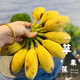 青惠悠廣西蘋果粉蕉自然熟新鮮當(dāng)季整箱水果正宗高山海南芭蕉小米香甜蕉 蘋果粉蕉 9斤
