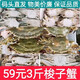 全母梭子蟹特大母蟹海蟹飛蟹螃蟹冷凍海鮮3-6兩梭子蟹新鮮 凈重3斤梭子蟹公蟹【9-15只】