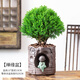 霧松盆栽霧凇四季常青好養(yǎng)易活耐寒旱室內(nèi)外植物辦公桌面花卉霧凇小盆景綠色小盆栽造型花卉客廳微景觀 霧松+禪緣盆 帶盆栽好