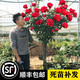 MOJY庭院開(kāi)花樹(shù)嫁接樹(shù)樁月季庭院花卉陽(yáng)臺盆栽樹(shù)樁嫁接梅桂花苗大花 樹(shù)樁月季(1厘米粗拍下備注顏色) 不含盆