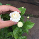 虎頭茉莉 白茉莉 雙色茉莉 綠植花卉室內(nèi)盆栽花卉盆栽白色茉莉花卉 虎頭茉莉6年苗