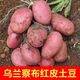 內(nèi)蒙古土豆農(nóng)特產(chǎn)烏蘭察布土豆馬鈴薯紅皮黃心土豆2024年土豆 凈重9斤紅皮黃心土豆