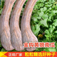 芯寧精品金鉤南瓜種子南狼南瓜超甜香糯干面庭院陽(yáng)臺春秋蔬菜種子籽孑 黃金勾南瓜種子 粒粒好種子-原裝40粒一包
