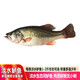 品鮮肴淡水魚(yú)生態(tài)淡水鱸魚(yú)無(wú)小刺河鱸魚(yú)漁民現捕鮮活魚(yú)現殺淡水海鮮水產(chǎn) 900g（凈膛前重量） 現殺1條預定