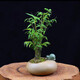 *輕奢米竹盆景植物室內微景觀(guān)米竹苗盆景竹子鳳尾竹觀(guān)音竹客廳米竹盆栽 10根【1份帶土發(fā)貨】