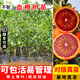 芥圃柑橘樹苗 官方旗艦  嫁接砂糖橘樹苗地栽帶盆帶果桔子盆栽果樹苗 血橙苗【帶土帶葉發(fā)貨】 2年苗 高度：60公分左右