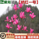 黛陌庭院地栽紫玉蘭樹(shù)苗玉蘭花苗木山玉蘭花苗廣玉蘭樹(shù)苗當年開(kāi)花 嬌紅玉蘭 2公分粗當年開(kāi)花