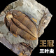 天然王冠三葉蟲化石原石魚樹古生物天然考古標(biāo)本客廳桌面擺件飾品 WGC隨機(jī)款實(shí)物非此圖發(fā)貨120元的
