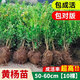 小葉黃楊樹苗庭院籬笆綠化北海道冬青樹苗耐寒耐旱北美大葉黃楊苗 黃楊苗50-60cm(10棵)