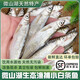 捕漁笙微山湖小白條魚(yú)新鮮活魚(yú)凈膛餐條魚(yú)白條子刁子魚(yú)翹嘴魚(yú)雜魚(yú)小河魚(yú) 10厘米左右中小混合（30條左右） 1斤（宰殺后損耗百分之15）