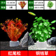 瘋狂水草銅錢草魚缸水草造景水草植物直接入缸種植環(huán)紅松尾 源頭直發(fā)包郵