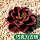 多肉植物自選套餐系列組合搭配花卉盆栽綠植精品多肉新手入門(mén) 巧克力3-4厘米 送盆土