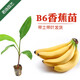 君揚皇帝蕉 粉蕉 芭蕉 紅香蕉苗 皇帝蕉 B6 矮化  庭院種植 帶土帶葉 B6香蕉15-20CM高（帶土帶葉）