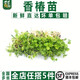 千牛優(yōu)福新鮮香椿苗1盒 芽苗菜香春苗西餐日料酒店擺盤裝飾 1盒