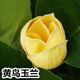 四季庭院玉蘭樹苗庭院樹木紅白黃紫二喬盆栽耐凍綠化風(fēng)景樹 黃鳥玉蘭2公分 其他