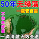 3魚(yú)塘除藻劑去苔劑除綠藻清除劑神器去魚(yú)缸池除綠水綠藻藍藻不傷魚(yú) 235ml 5瓶 【十年無(wú)苔藻】