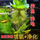 逸樂(lè)寵水芙蓉浮萍水草魚(yú)池凈化水質(zhì)植物水養(yǎng)增氧水草真草室內(nèi)外烏龜水草 綠芙蓉3棵