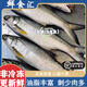 馬友魚(yú)午魚(yú)章跳四指馬鲅   冰鮮新鮮宰殺冷凍寧波舟山 海鮮水產(chǎn) 500g-550g/條 2條裝