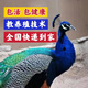 藍(lán)白花孔雀苗幼崽活體公母一對(duì)寵物鳥(niǎo)開(kāi)屏活體大型觀賞鳥(niǎo)包活發(fā)貨 出殼兒7天苗(養(yǎng)殖場(chǎng)自提)