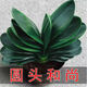 愛你一萬年四季名貴君子蘭盆栽帶花苞室內(nèi)花卉綠植大苗精品花卉盆景圓頭和尚 【特級圓頭和尚】 奢華16-18片葉+原盆+肥料