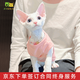 佳朔德文卷毛貓幼貓帝王貓活體寵物貓純黑德文純白虎斑短毛貓德文貓 寵物級(jí) 德文卷毛貓