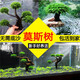 森淵莫斯樹水草魚缸造景無土淡水增氧水族箱懶人沉木魚缸活體淡水植物 成品莫斯樹(高13-16cm三頭)
