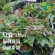 灌木月季玫瑰花苗切花月季蜻蜓果汁陽(yáng)臺卡羅拉大天使粉紅雪山婚禮之路黑魔術(shù)庭院多季開(kāi)花盆栽花卉月季花苗 混苗不分品種