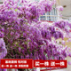【2株裝 開(kāi)花多】長(cháng)穗豐花紫藤花苗爬藤植物藤蔓紫藤花樹(shù)苗蘿老樁盆栽四季開(kāi)花庭院 豐花藤5年苗(2株裝) 不含盆