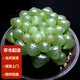 墨一玉露多肉植物帶盆栽好藍(lán)鏡玉露辦公室桌面盆栽植物花卉教師節(jié)禮物 姬玉露 帶盆栽好