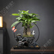 OIMG發(fā)財(cái)樹(shù)盆栽小葉紫檀綠植室內(nèi)辦公桌面茶室藝術(shù)盆景觀賞擺件送禮品 山澗小筑（房屋）-三桿發(fā)財(cái)樹(shù) 帶盆栽好